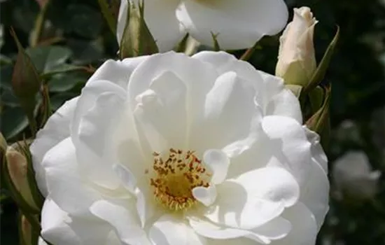 Schneewittchen (Iceberg) ® Schneewittchen (Iceberg) ®