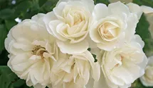 Rosier tige 90cm 'Schneewittchen'®