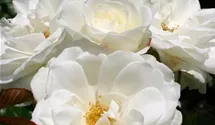 Rosier tige 90cm 'Schneewittchen'®