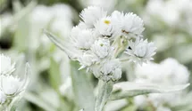 Immortelle de l'Himalaya