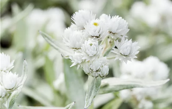 Anaphalis triplinervis