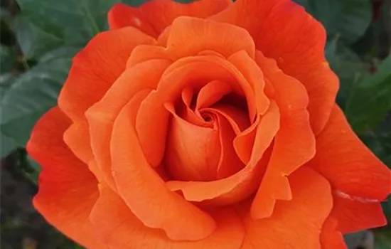 Westerland ® Westerland ®