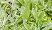 Immortelle de l'Himalaya