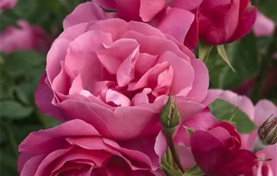 Deborah ® Deborah ®