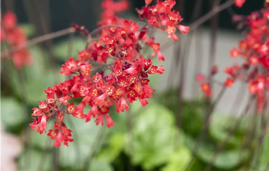 Heuchera sanguinea 'Leuchtkäfer' Heuchera sanguinea 'Leuchtkäfer'