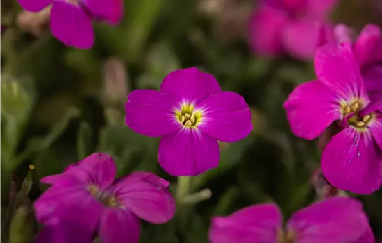 Aubrieta H.-C. 'Kitte Blue'