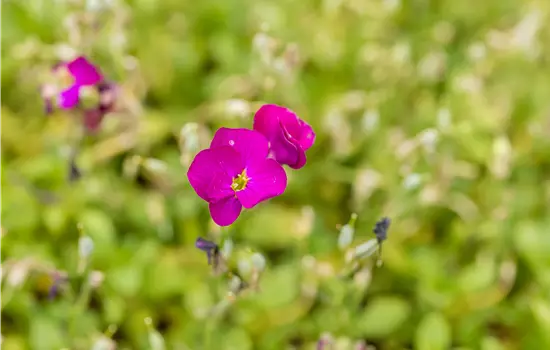 Aubrieta x cultorum 'Regado Red'