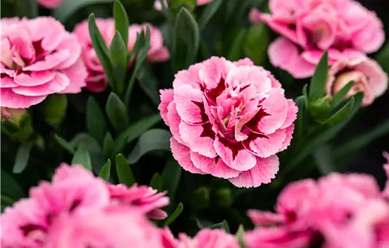Dianthus caryophyllus Oscar 'Pink and Purple'