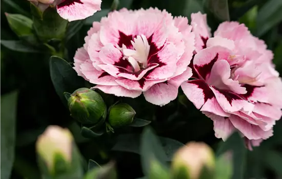 Dianthus caryophyllus Oscar 'Purple Star'