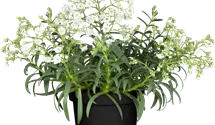 Gypsophile paniculée 'Festival White'