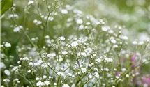 Gypsophile paniculée 'Festival White'