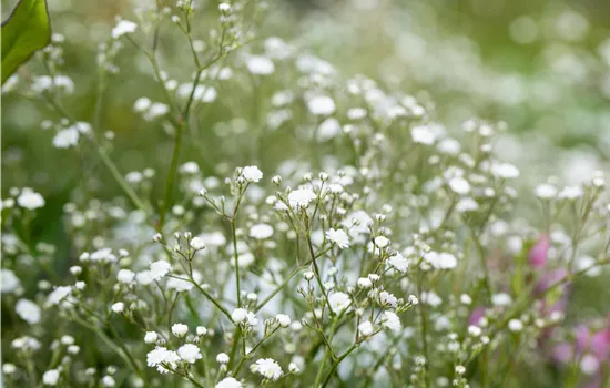 Gypsophila paniculata 'Festival White'