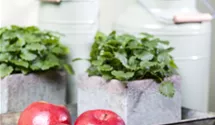 Halbstamm wurzelnackt Apfel 'Boskoop'