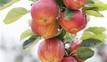 Halbstamm wurzelnackt Apfel 'Boskoop'