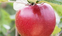 Halbstamm wurzelnackt Apfel 'Boskoop'