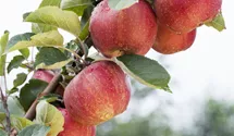 Halbstamm wurzelnackt Apfel 'Boskoop'