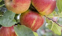 Halbstamm wurzelnackt Apfel 'Boskoop'