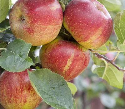 Malus 'Schöner von Boskoop' Malus 'Schöner von Boskoop'