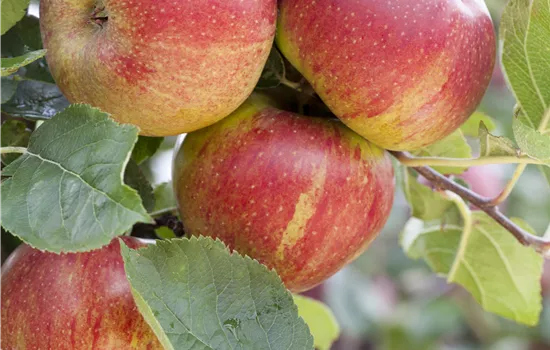 Malus 'Schöner von Boskoop' Malus 'Schöner von Boskoop'