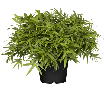 Pleioblastus humilis var. pumilus