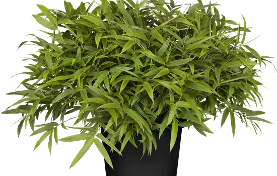 Pleioblastus humilis var. pumilus