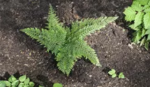 Flacher Filigranfarn 'Proliferum Herrenhausen'