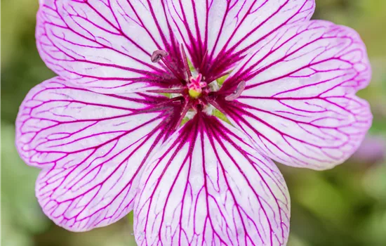 Geranium cinereum 'Ballerina'