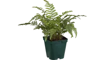 Flacher Filigranfarn 'Proliferum Herrenhausen'