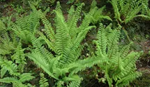 Flacher Filigranfarn 'Proliferum Herrenhausen'