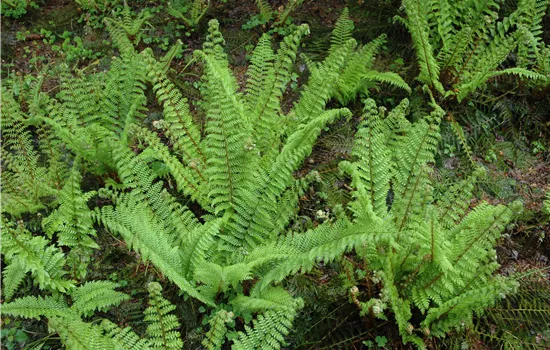 Polystichum setiferum 'Proliferum Herrenhausen' Polystichum setiferum 'Proliferum Herrenhausen'