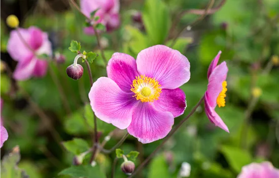 Anemone hupehensis 'Praecox' Anemone hupehensis 'Praecox'