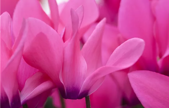 Cyclamen coum 'Rubrum'
