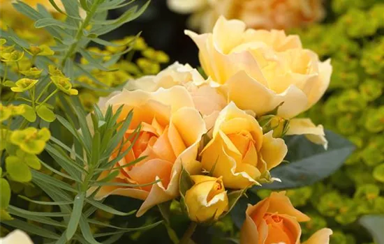 Hansestadt Rostock ®