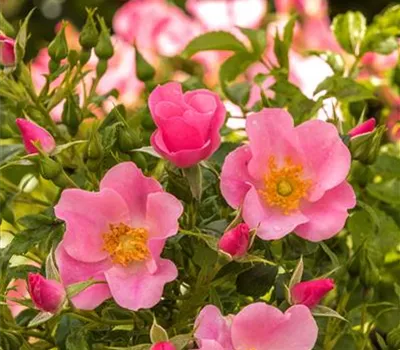 LandFrauen Rose ® LandFrauen Rose ®