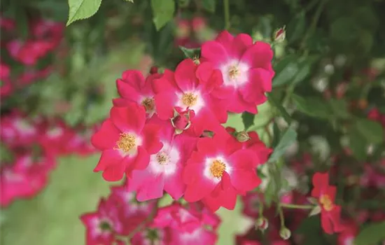 Libertas ® Libertas ®