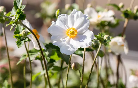 Anemone hybrida 'Honorine Jobert' Anemone hybrida 'Honorine Jobert'