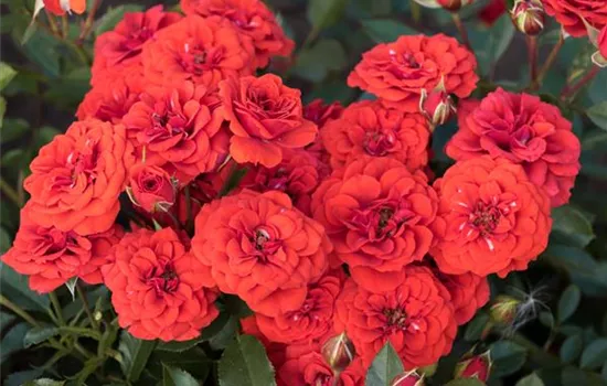 Orange Babyflor ®