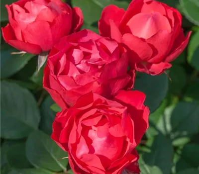 Cherry Bonica ®