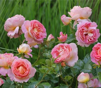 Dornburger Schlossrose ® 