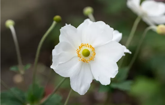 Anemone hybrida 'Honorine Jobert' (S)