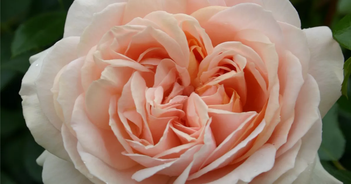 Garden of Roses ®
