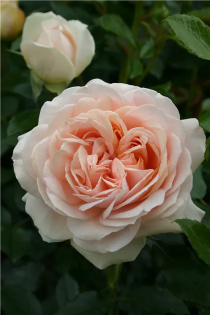 Garden of Roses ®