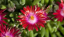 Mittagsblume 'Jewel of Desert Garnet'