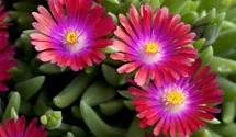 Mittagsblume 'Jewel of Desert Garnet'