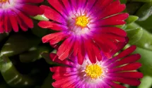 Mittagsblume 'Jewel of Desert Garnet'