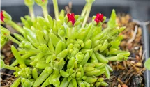 Mittagsblume 'Jewel of Desert Garnet'