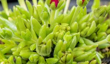 Mittagsblume 'Jewel of Desert Garnet'