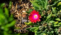 Mittagsblume 'Jewel of Desert Garnet'