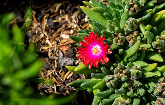 Delosperma 'Jewel of Desert Garnet'