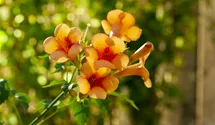 Jasmin trompette 'Indian Summer'